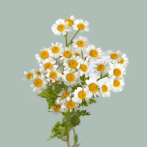 Tanacetum
