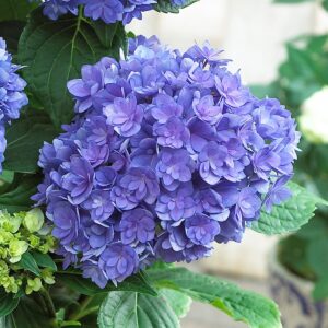 Hortensie