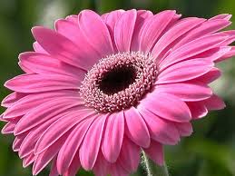 Gerbera mare
