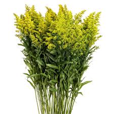 Solidago