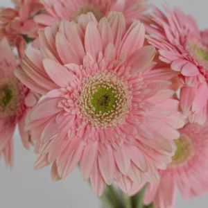 Gerbera mică
