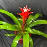 Guzmania in vas ceramic